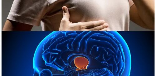 Hyperprolactinémie Traitement Naturel