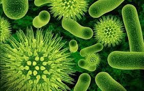 Tisane pour Guérir la Fièvre typhoïde